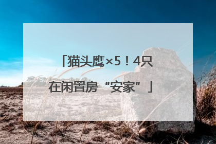 猫头鹰×5！4只在闲置房“安家”